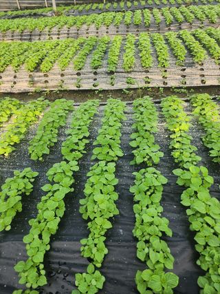 준영농장 출석왕.님의 기타작물 · 영농일지 작성글 사진