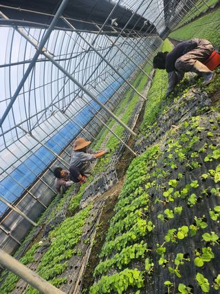 준영농장 출석왕.님의 기타작물 · 영농일지 작성글 사진