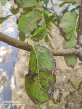 팜모닝 기타작물·병해충상담 게시글 이미지