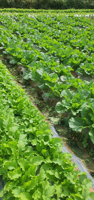 한밭농원님의 배추 · 일상 작성글 사진