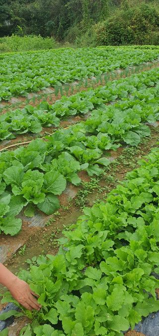 한밭농원님의 배추 · 일상 작성글 사진