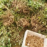 팜모닝 양배추·영농일지 게시글 이미지