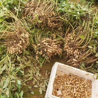 이소영님의 양배추 · 영농일지 작성글 사진