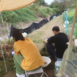 이소영님의 양배추 · 영농일지 작성글 사진