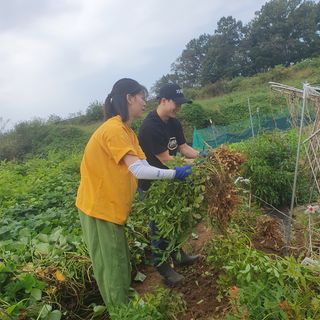 이소영님의 양배추 · 영농일지 작성글 사진