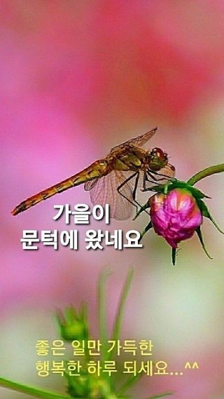 강보민님의 ↑ 윷놀이 하고 추석덕담 하기 · 참여글 작성글 사진