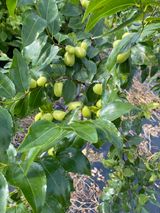 팜모닝 ↑ 윷놀이 하고 추석덕담 하기·참여글 게시글 이미지