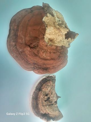 완도고금유자님의 자유주제 · 자유게시판 작성글 사진