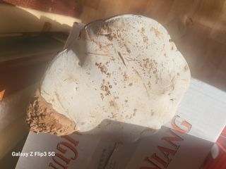 완도고금유자님의 자유주제 · 자유게시판 작성글 사진