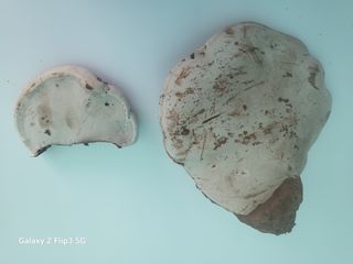 완도고금유자님의 자유주제 · 자유게시판 작성글 사진