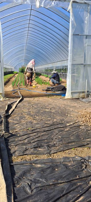용호님의 기타작물 · 영농일지 작성글 사진