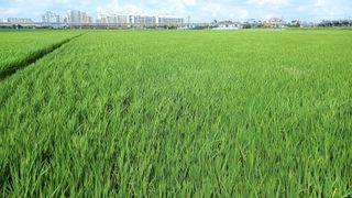 인도양님의 벼 · 병해충상담 작성글 사진