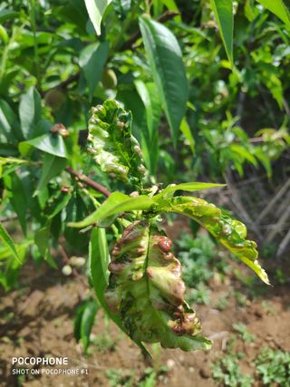 마스터리님의 복숭아 · 병해충상담 작성글 사진