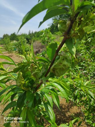 마스터리님의 복숭아 · 병해충상담 작성글 사진