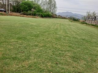 김진한님의 기타작물 · 병해충상담 작성글 사진