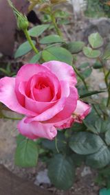 팜모닝 자두·자유게시판 게시글 이미지