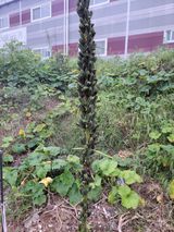 팜모닝 ↑ 윷놀이 하고 추석덕담 하기·참여글 게시글 이미지