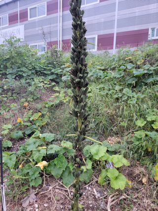 이복순님의 ↑ 윷놀이 하고 추석덕담 하기 · 참여글 작성글 사진