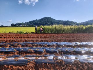 민들레 수연님의 벼 · 영농일지 작성글 사진