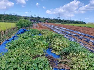 민들레 수연님의 벼 · 영농일지 작성글 사진