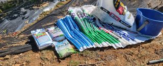 조미숙님의 마늘 · 토양준비 작성글 사진