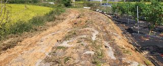 조미숙님의 마늘 · 토양준비 작성글 사진