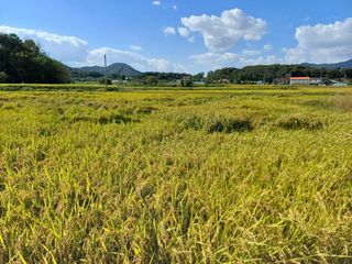 한재승님의 벼 · 영농일지 작성글 사진