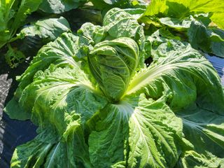 들꽃농장님의 배추 · 병해충상담 작성글 사진