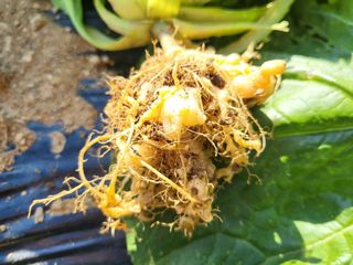 들꽃농장님의 배추 · 병해충상담 작성글 사진