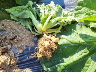 들꽃농장님의 배추 · 병해충상담 작성글 사진