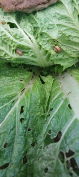 팜모닝 배추·병해충상담 게시글 이미지