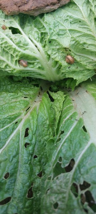 이형모님의 배추 · 병해충상담 작성글 사진