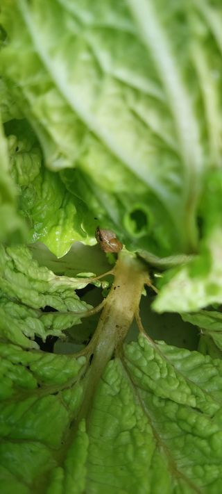 이형모님의 배추 · 병해충상담 작성글 사진