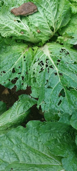 이형모님의 배추 · 병해충상담 작성글 사진