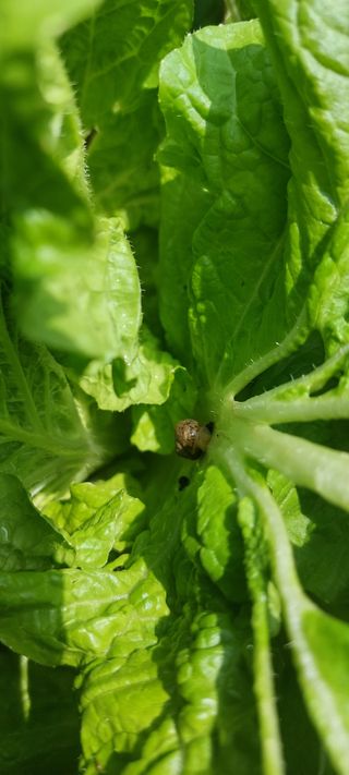 이형모님의 배추 · 병해충상담 작성글 사진