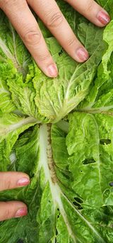 팜모닝 배추·병해충상담 게시글 이미지