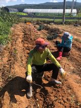 팜모닝 고구마·영농일지 게시글 이미지