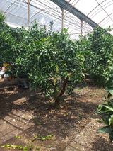 팜모닝 감자·자유게시판 게시글 이미지