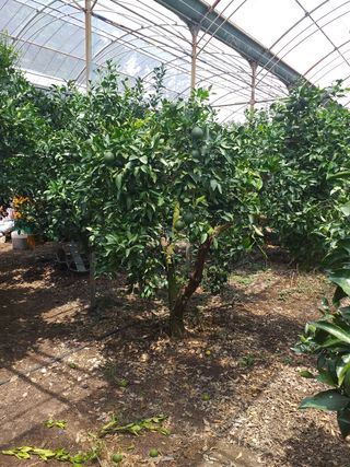 오대건님의 감자 · 자유게시판 작성글 사진