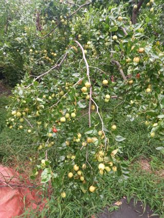 서애 기원님의 ↑ 윷놀이 하고 추석덕담 하기 · 참여글 작성글 사진