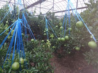 호호농장님의 귤 · 일상 작성글 사진