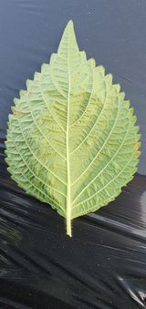 팜모닝 들깨·병해충상담 게시글 이미지