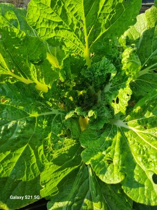 귀농대박님의 배추 · 병해충상담 작성글 사진