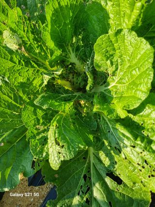 귀농대박님의 배추 · 병해충상담 작성글 사진