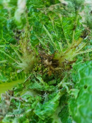 귀농대박님의 배추 · 병해충상담 작성글 사진