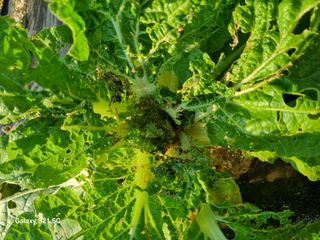 귀농대박님의 배추 · 병해충상담 작성글 사진