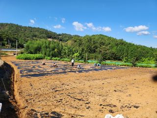 오임택 님의 마늘 · 영농일지 작성글 사진