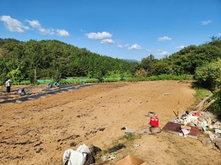 오임택 님의 마늘 · 영농일지 작성글 사진
