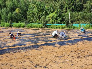 오임택 님의 마늘 · 영농일지 작성글 사진