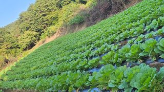 안나농부님의 배추 · 결구기 농작업 작성글 사진
